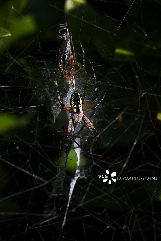 橙园蛛图片素材