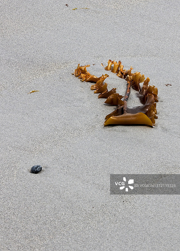 丝带海带图片素材