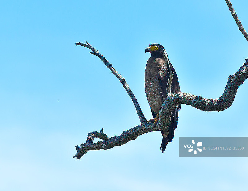 凤头蛇雕图片素材