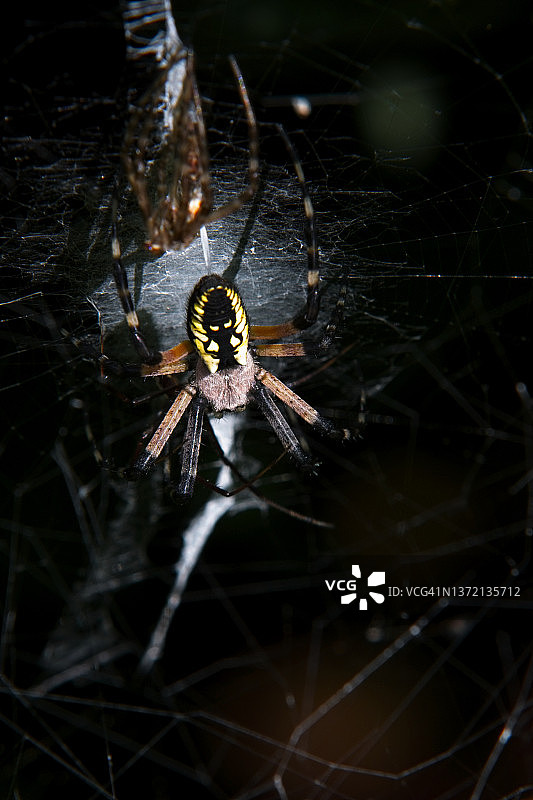 金园蛛图片素材