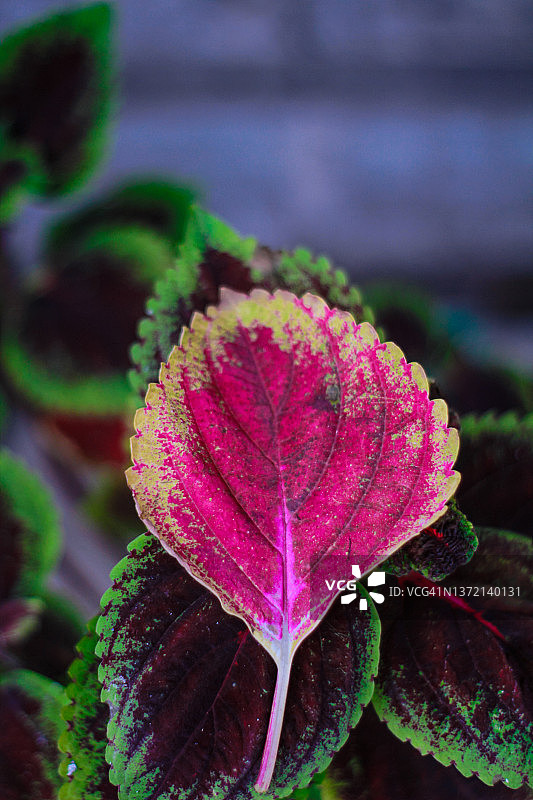 红色老叶图片素材