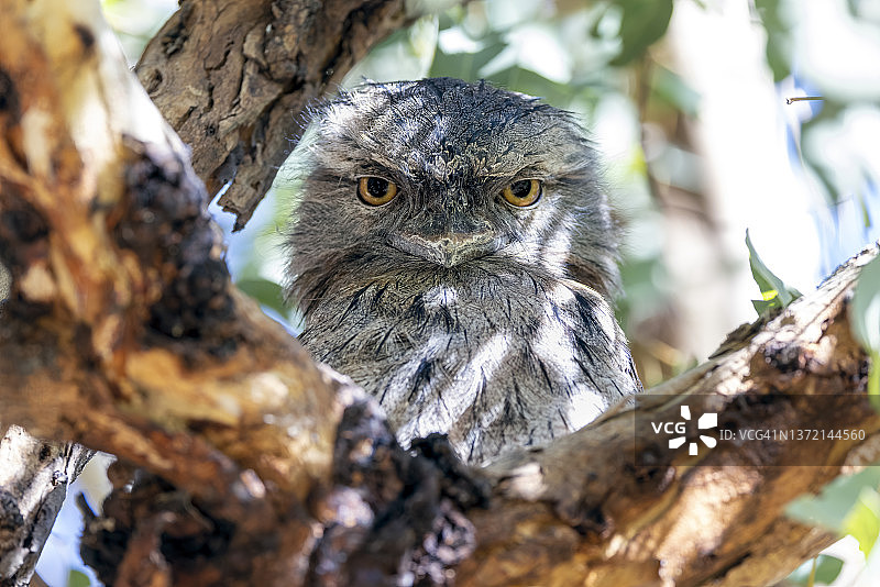 栖息在树枝上的茶色蟆口鸱图片素材