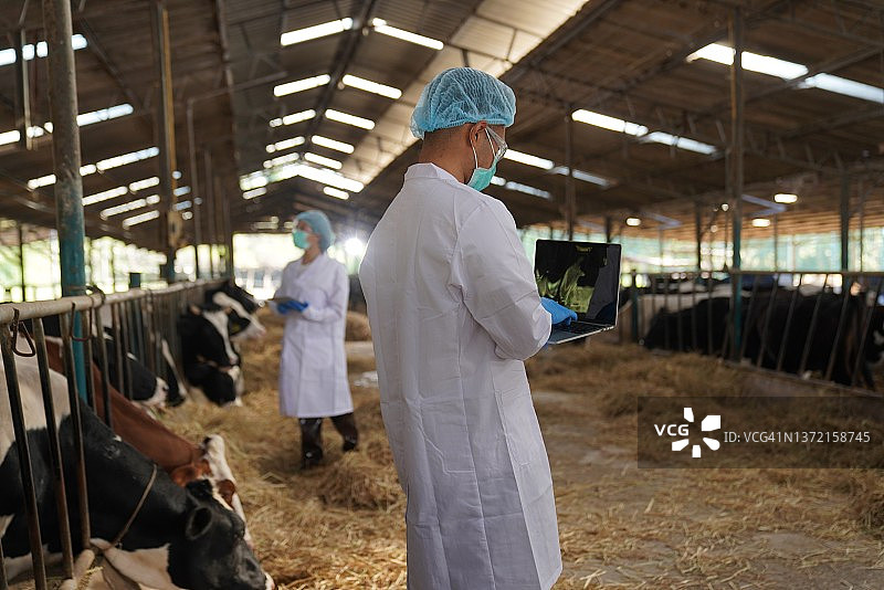 奶牛场工作的兽医图片素材