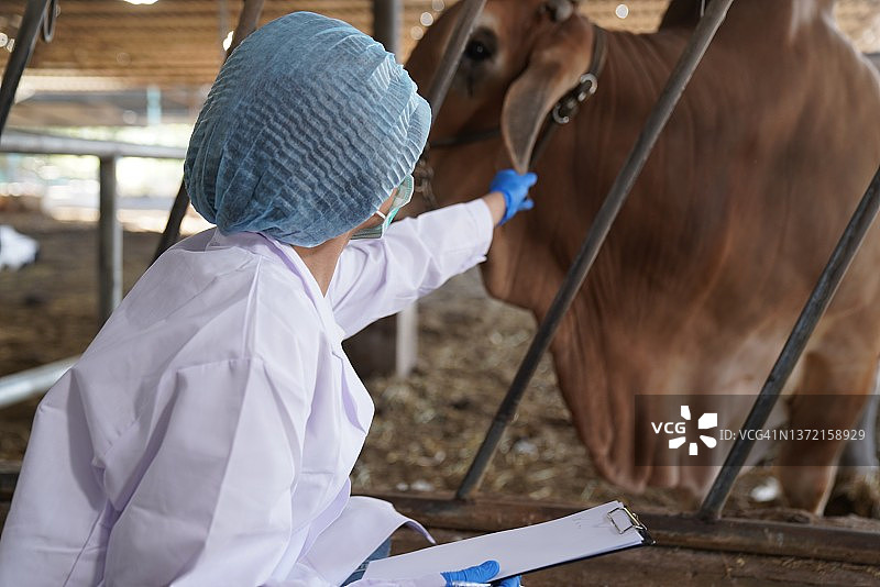 奶牛场工作的兽医图片素材