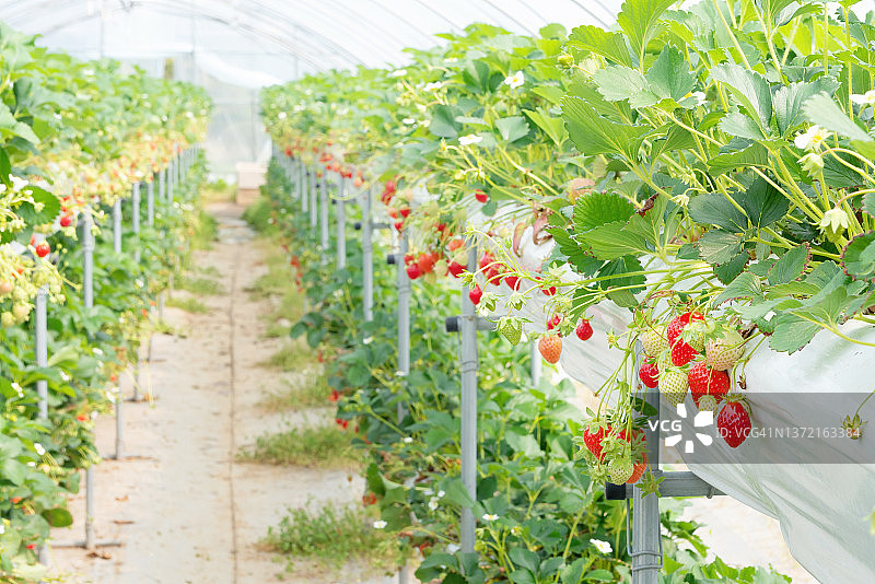 韩国有机草莓农场图片素材