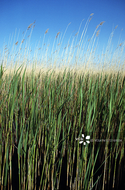 安纳托利亚中部的沼泽地图片素材