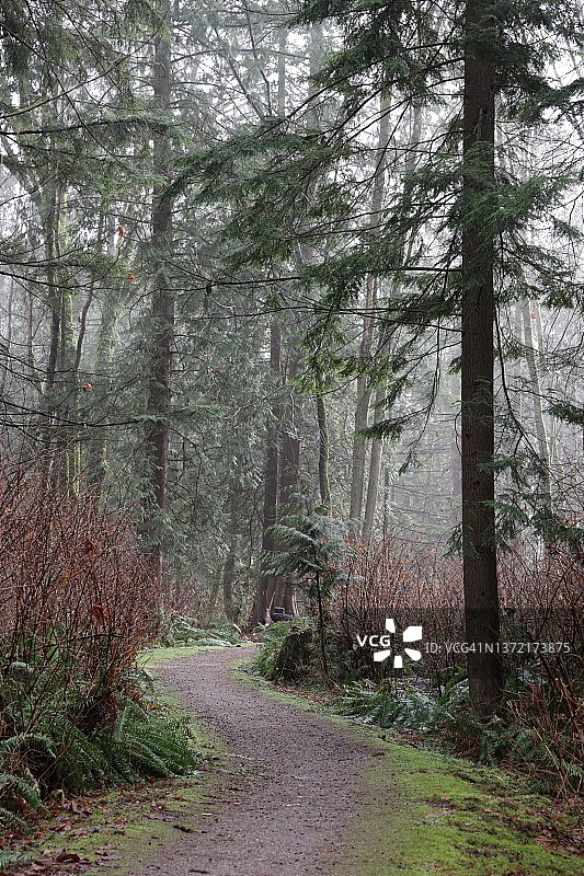 冬季雾中的不列颠哥伦比亚森林漫步图片素材