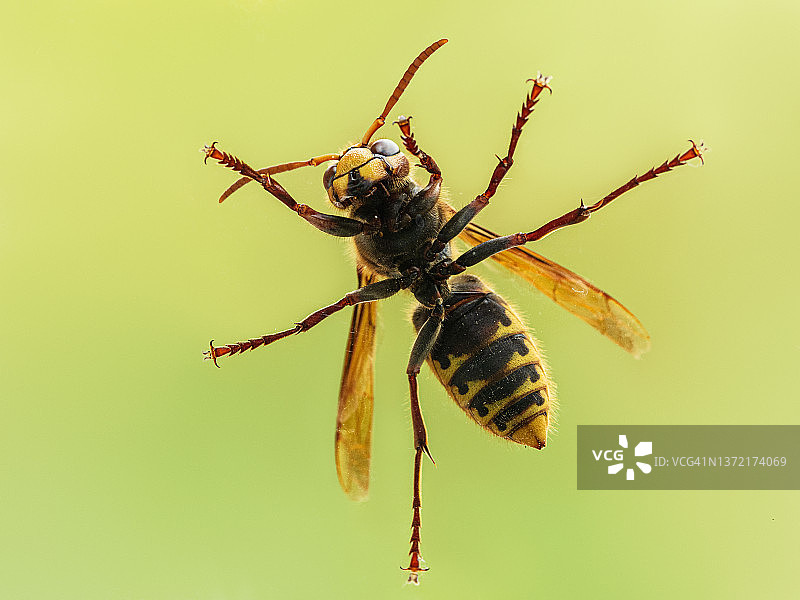 黄色背景下的大黄蜂特写仰视图片素材
