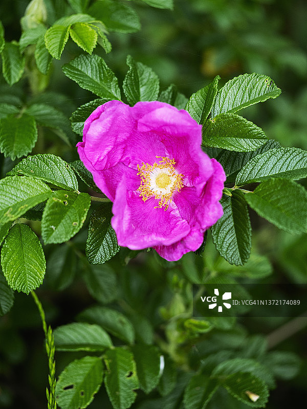 绿叶中鲜艳的粉色玫瑰花特写图片素材