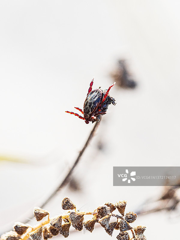张开爪子的蜱虫趴在草叶上等待猎物特写图片素材