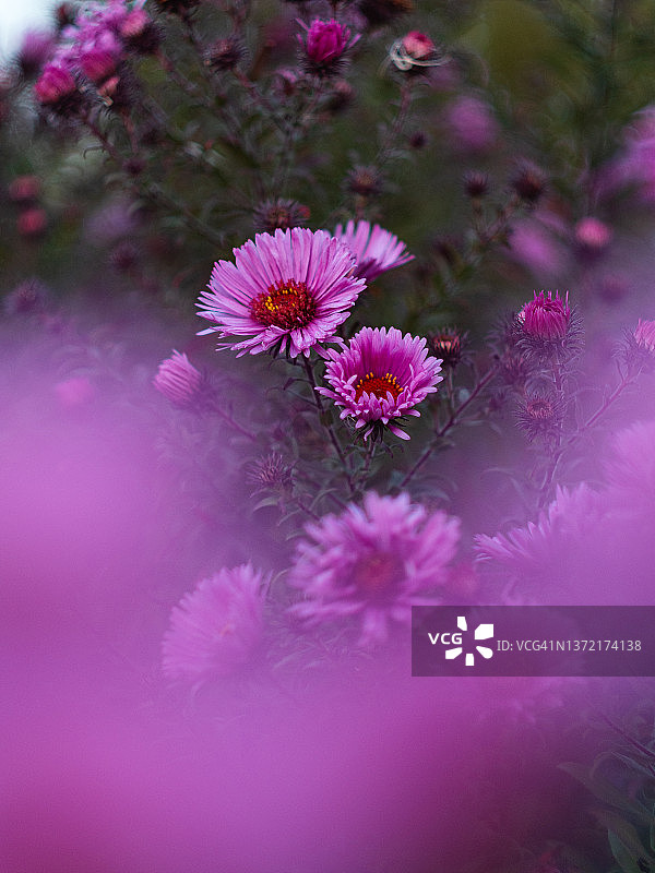 虚化背景上的鲜艳粉色紫菀花特写图片素材