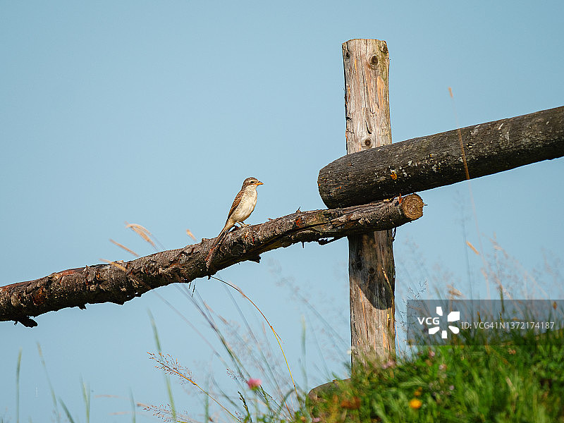 草地木栅栏上栖息的小鸟图片素材