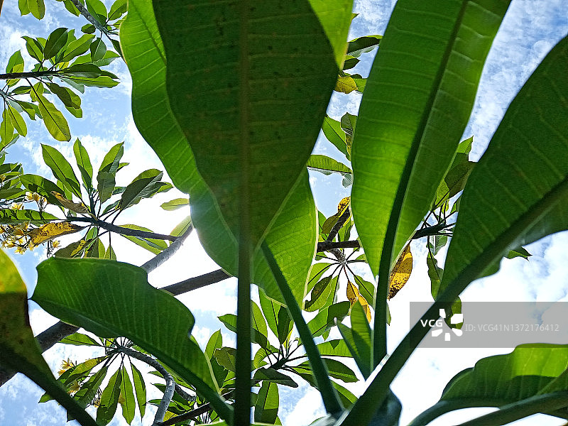 绿叶繁茂的鸡蛋花树图片素材