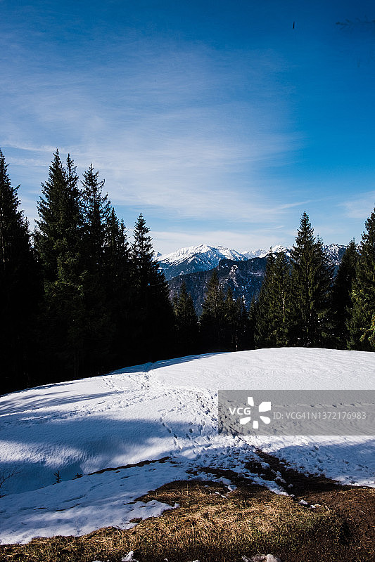 松树后的雪山景色图片素材