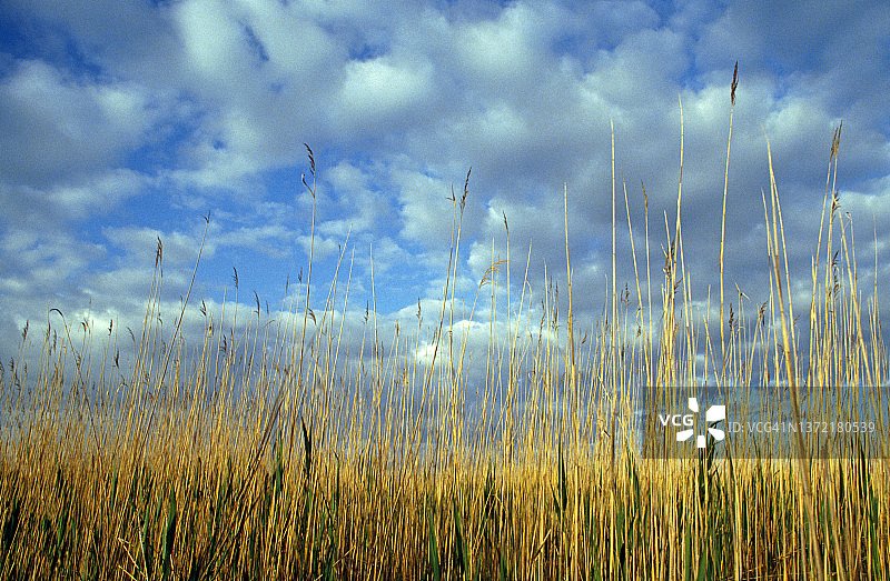 安纳托利亚中部的沼泽地图片素材