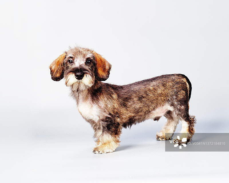 浅色背景侧视刚毛腊肠犬图片素材