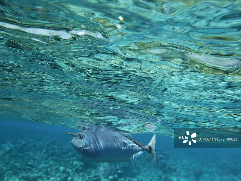 蓝纹鼻鱼图片素材