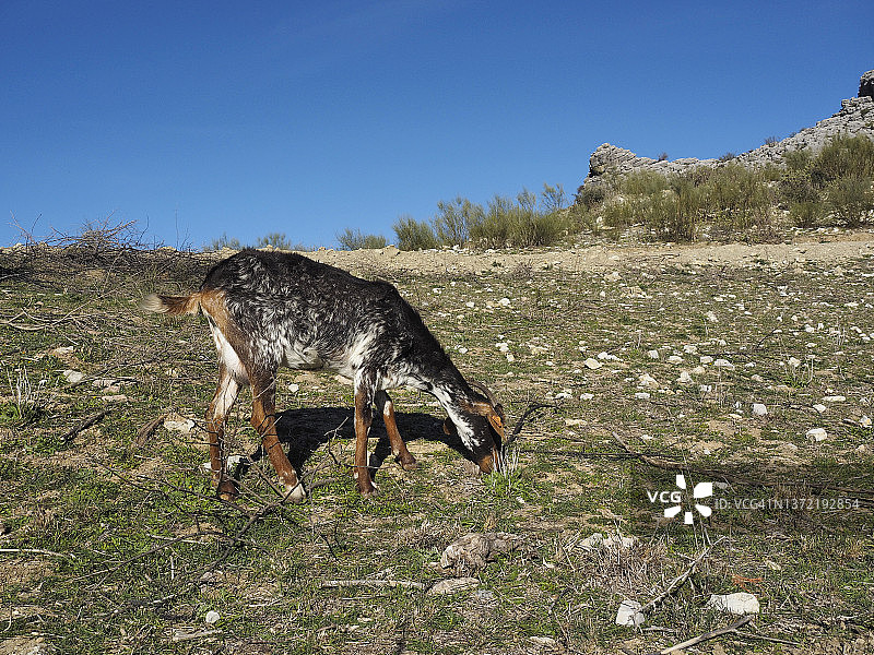 在西班牙安达卢西亚的草地上吃草的家山羊图片素材
