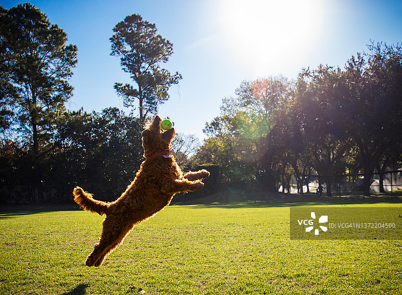 在公园里玩你追我赶的金毛贵宾犬图片素材