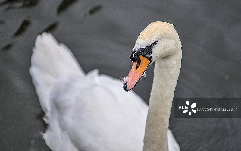 水中游泳的白色哑天鹅的面部和颈部侧视图图片素材