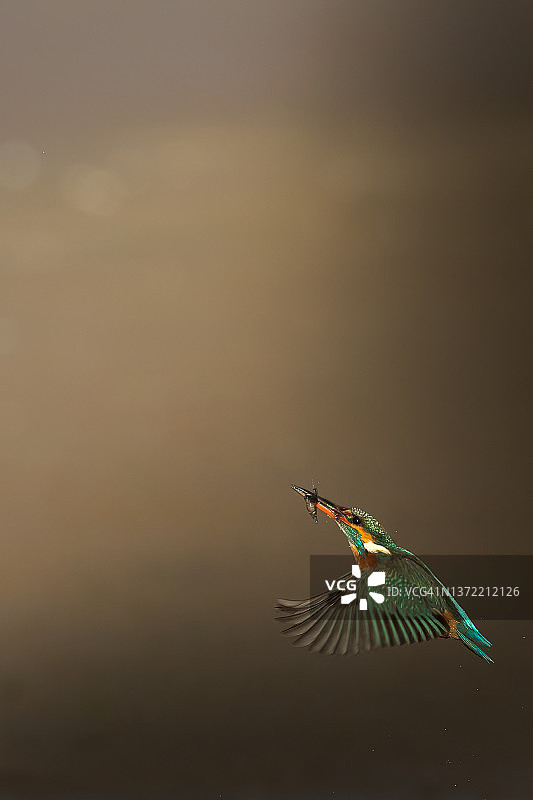 翠鸟捕食图片素材