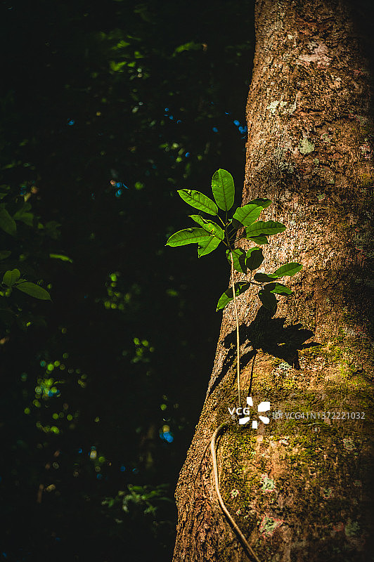 在蒂如卡国家公园森林中的树干上生长的植物图片素材