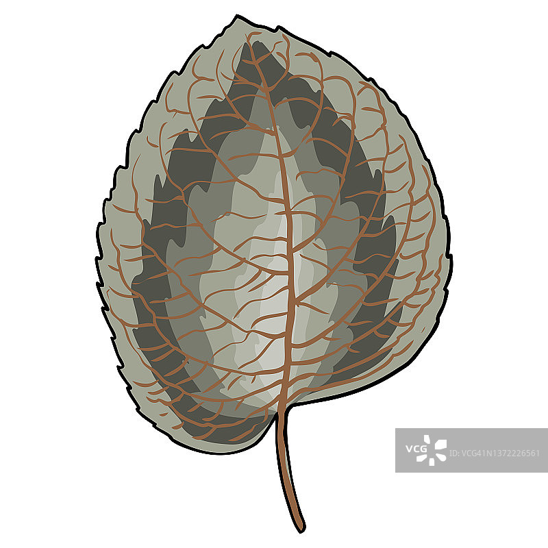 多种野生森林植物叶子：金莲花、鬼臼、橐吾和盾叶唐松草。矢量图。图片素材