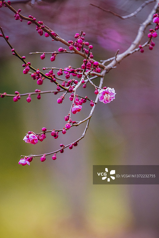 春天里的红色梅花图片素材
