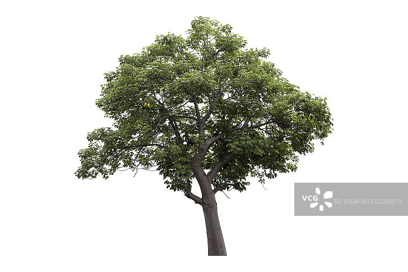 苏潘尼加树（Cochlospermum regium），白色背景上孤立的树，含裁剪路径图片素材