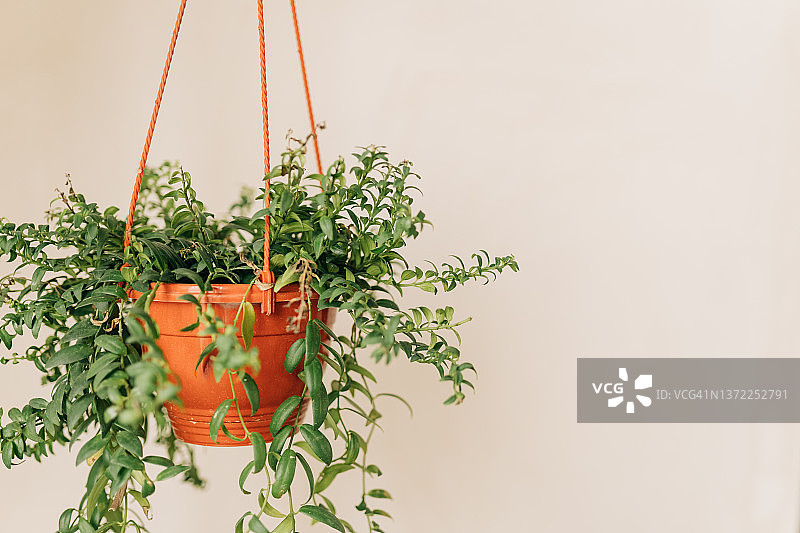 悬挂在白色墙壁上的常春藤盆栽，室内植物家居装饰图片素材