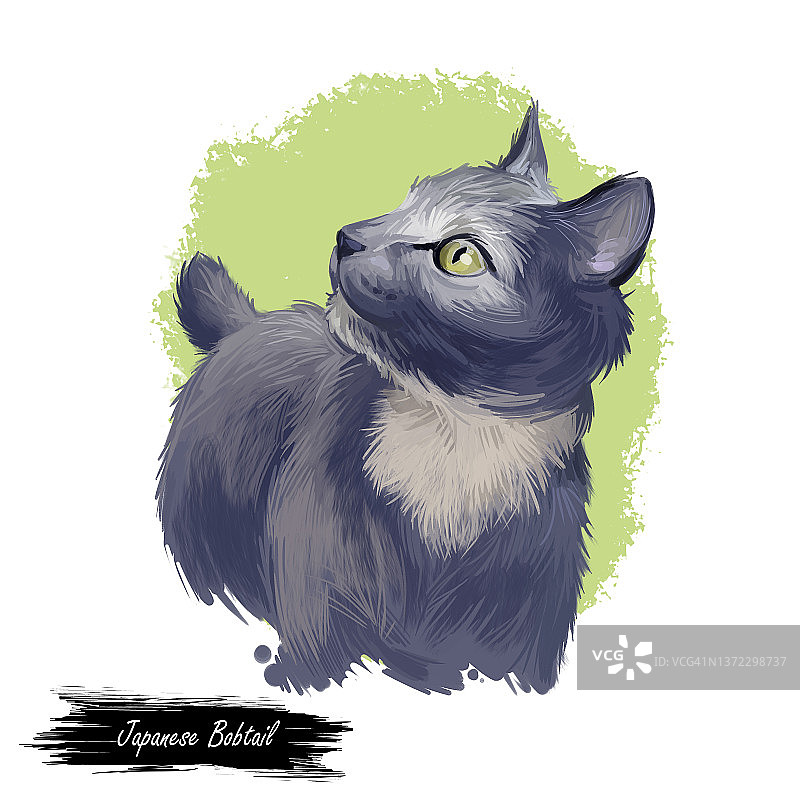 紫色背景上的日本短尾猫幼猫数字艺术插画，手绘风格图片素材