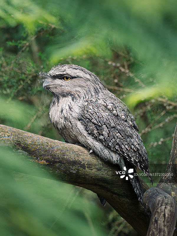 野外的棕色蟆口鸱图片素材