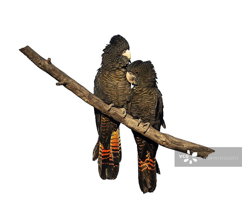 一对红尾黑凤头鹦鹉图片素材