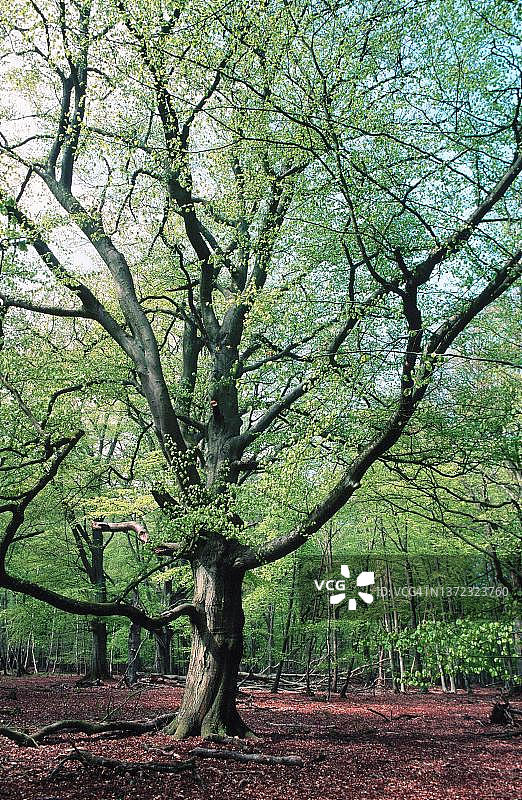 达尔斯瓦尔德，普雷罗，菲施兰-达尔斯-津斯特，梅克伦堡-西波美拉尼亚，德国图片素材