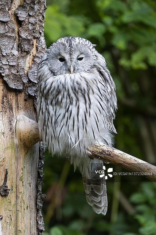 乌拉尔猫头鹰（长尾林鸮），栖息于树枝上，圈养，德国巴伐利亚图片素材