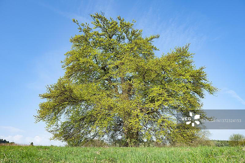 德国图林根的欧洲铜山毛榉图片素材