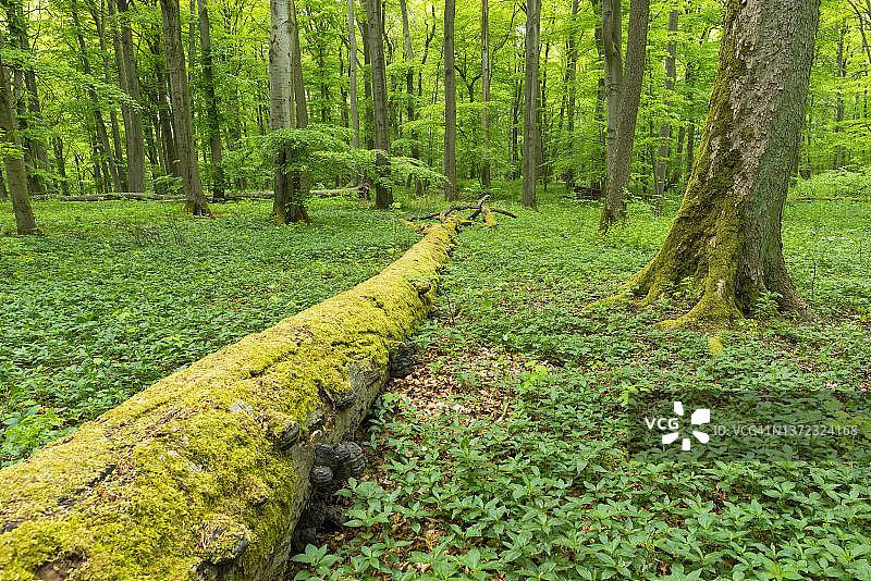 海尼希国家公园覆盖苔藓的山毛榉枯木（德国图林根州）图片素材