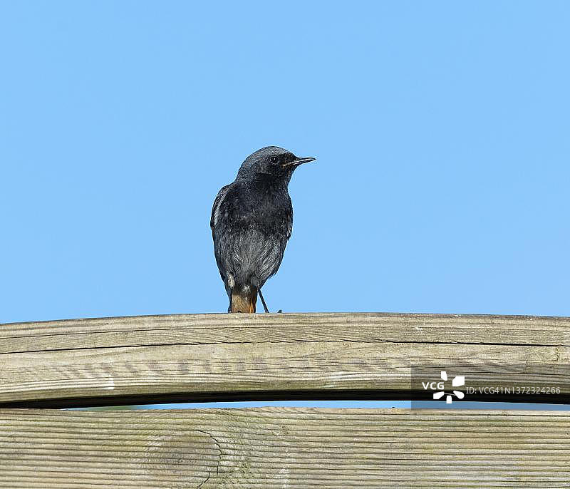 雄性赭红尾鸲栖息于花园围栏图片素材