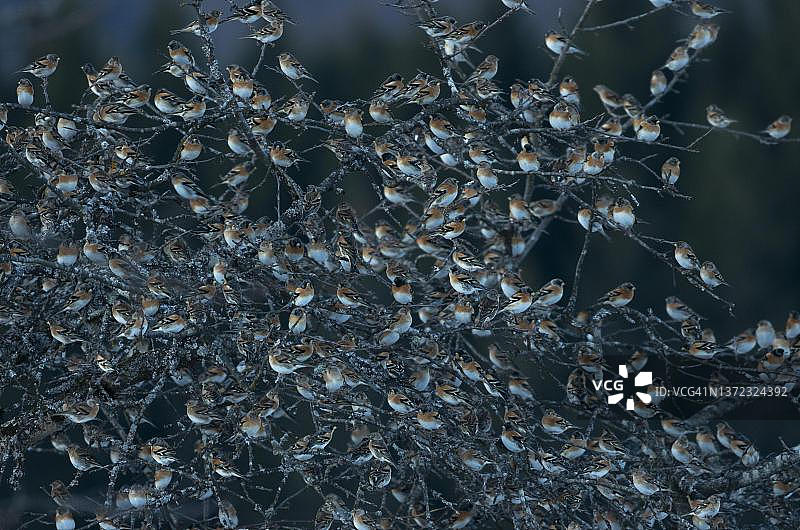 群聚在栖息地附近的燕雀（德国巴登-符腾堡州勒拉赫县）图片素材