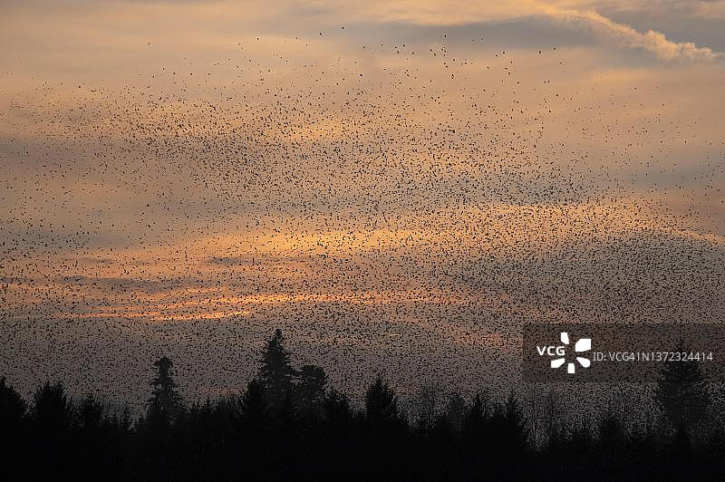 燕雀傍晚飞行，在德国巴登-符腾堡州 coniferous 森林的栖息地之上图片素材