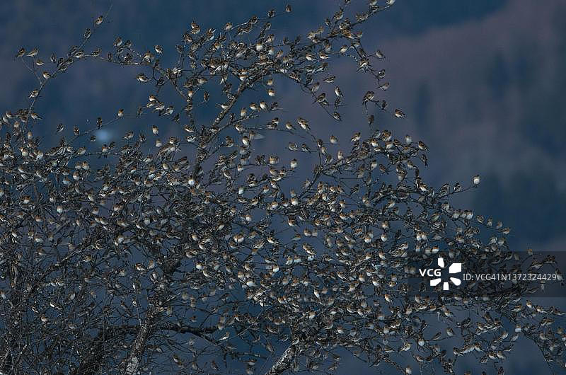 群聚在栖息地附近的燕雀（德国巴登-符腾堡州勒拉赫县）图片素材