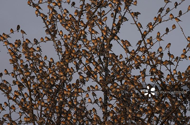 燕雀群栖息于德国巴登-符腾堡州，傍晚时分图片素材