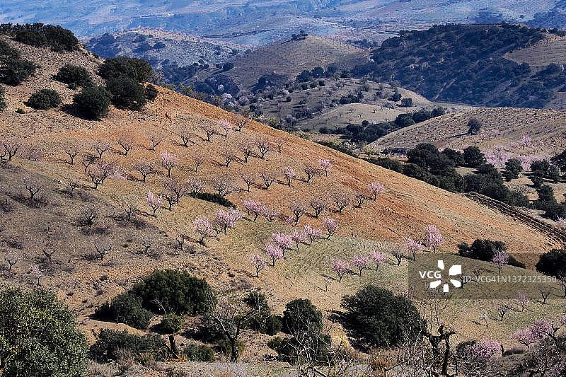西班牙安达卢西亚韦莱斯卢比奥山坡上的杏树图片素材