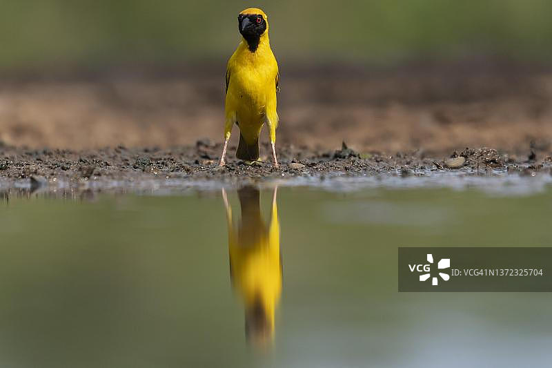 南非夸祖鲁-纳塔尔省津曼加禁猎区的南部织布鸟雄鸟图片素材