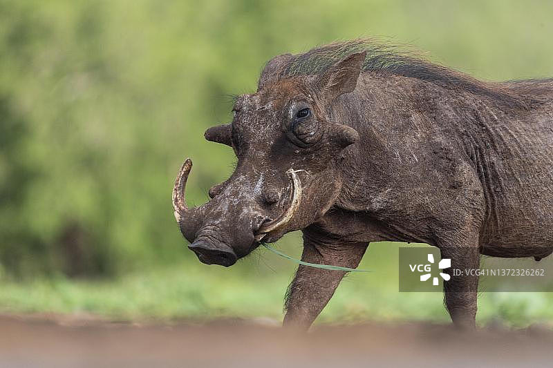 非洲疣猪，津曼加禁猎区，南非图片素材