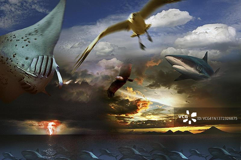 照片蒙太奇：英国、雷暴中的鸟类和鱼类，巴布亚新几内亚图片素材