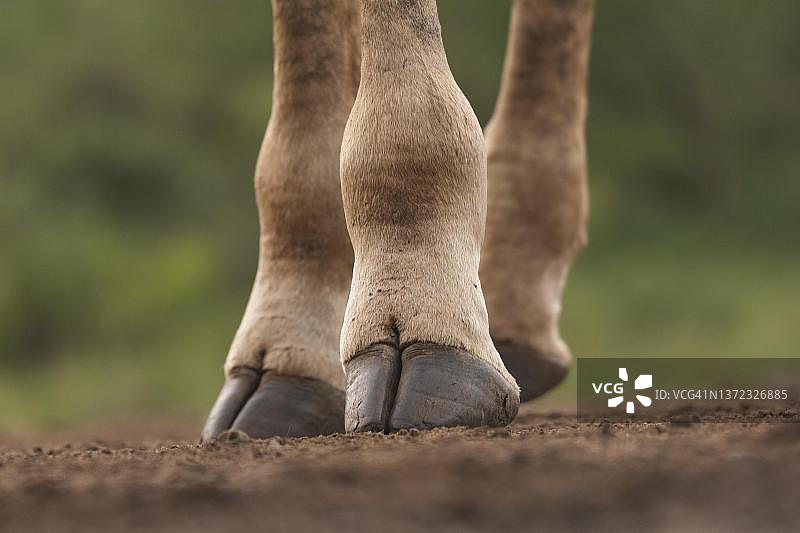 长颈鹿的腿和蹄子，位于南非夸祖鲁-纳塔尔省图片素材
