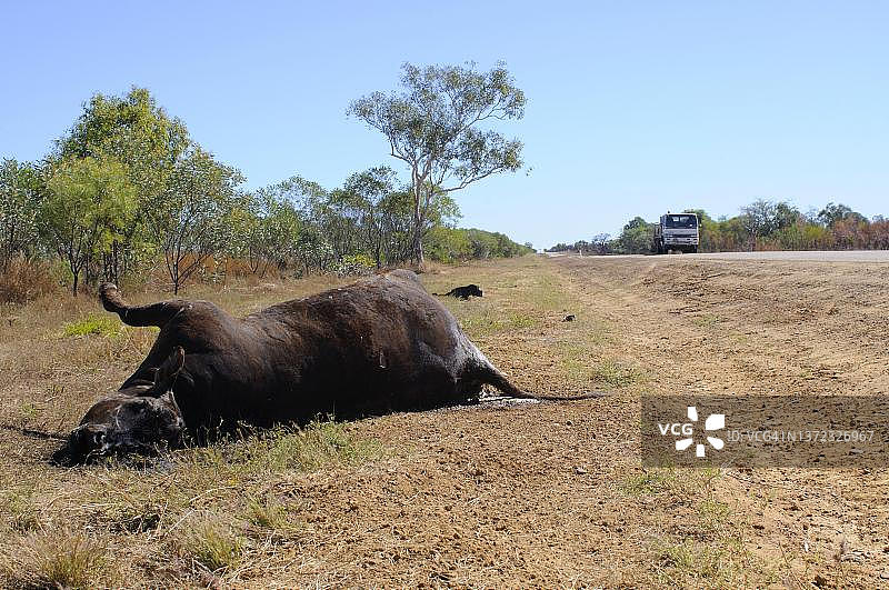 金伯利路边家牛尸体图片素材