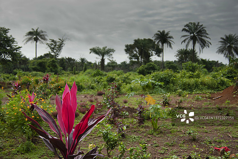 西非利比里亚偏远地区茂盛的热带野生植物景观图片素材
