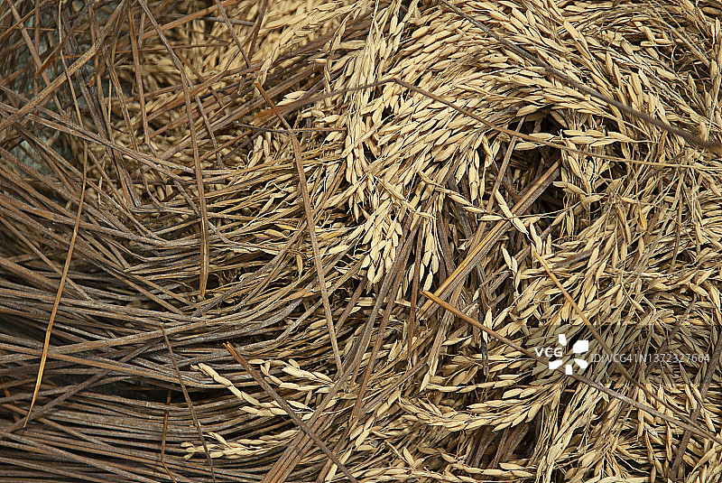 利比里亚的稻田图片素材